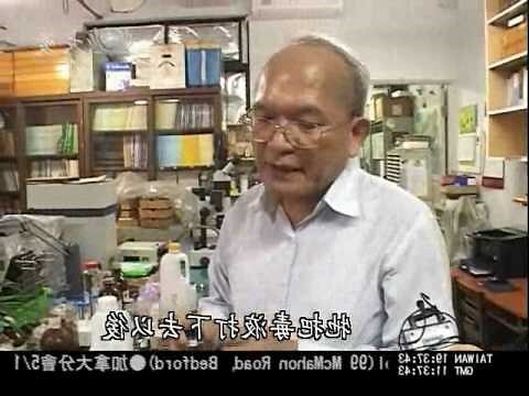 蜘蛛 結網